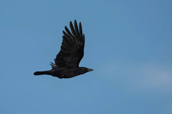 Corbeau charognard, corbeau, corone corvus — Photo