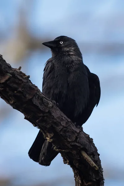 Западная Джекдоу, Corvus monedula — стоковое фото