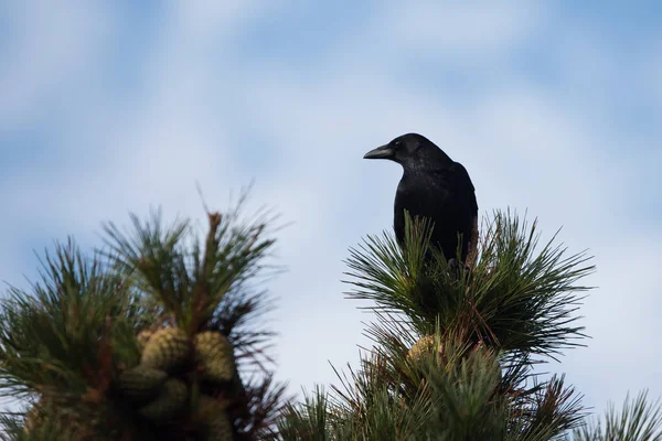 Aaskrähe, Krähe, Corvus corone — Stockfoto