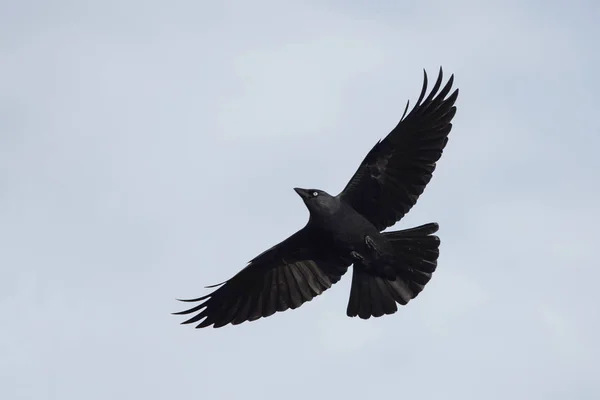 Western Jackdaw, Corvus monedula — Stockfoto