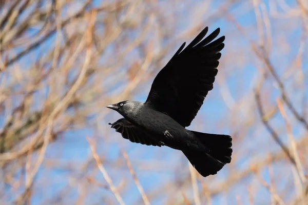 Западная Джекдоу, Corvus monedula — стоковое фото