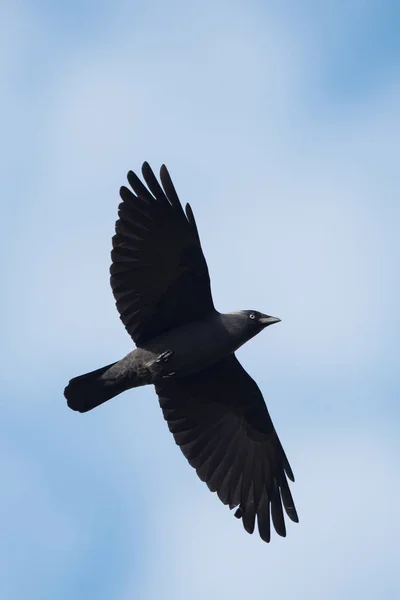 Western Jackdaw, Corvus monedula — Stock Photo, Image