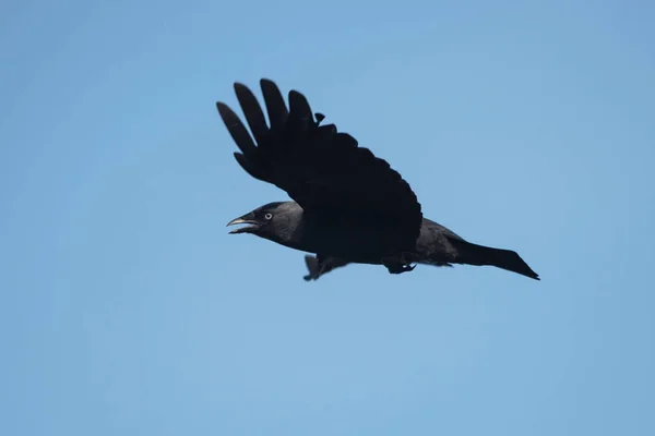 Западная Джекдоу, Corvus monedula — стоковое фото