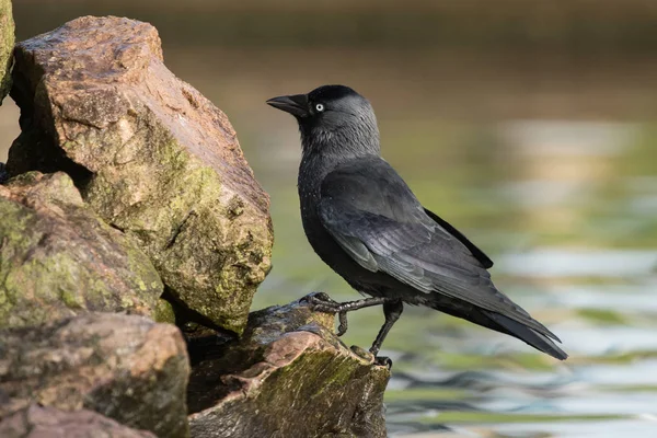 Western Jackdaw, Corvus monedula — Stock Photo, Image