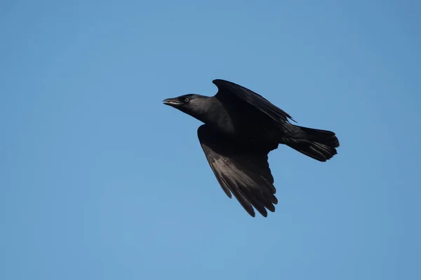 Westliche Dohle, Corvus monedula — Stockfoto