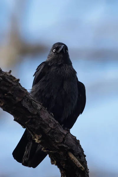 Westliche Dohle, Corvus monedula — Stockfoto