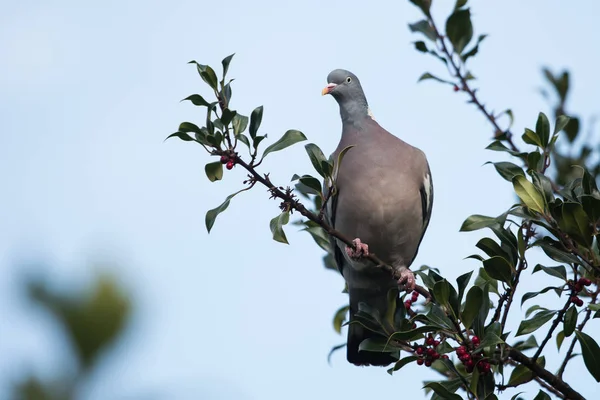 Holub hřivnáč, holuba hřivnáče, Columba palumbus — Stock fotografie