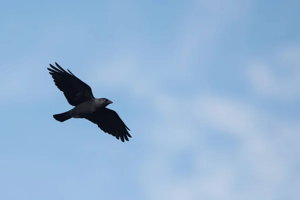 Western Kajan, Corvus monedula — Stockfoto