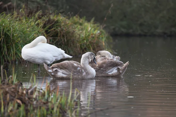 Cisne mudo, Cisnes, Cygnus olor — Fotografia de Stock