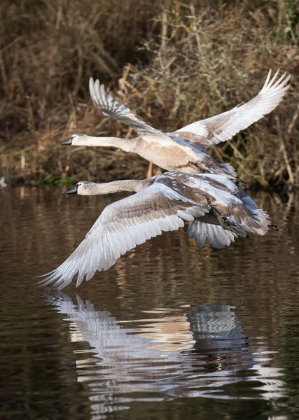 Cisne mudo, Cisnes, Cygnus olor — Fotografia de Stock