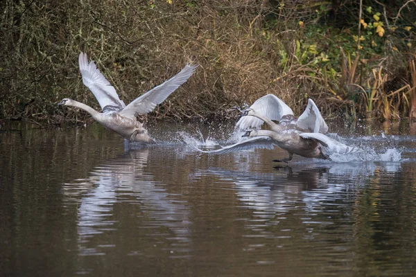 Cisne mudo, Cisnes, Cygnus olor — Foto de Stock