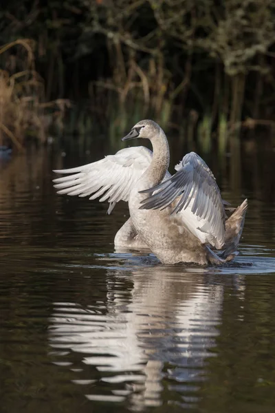 Mute Swan, Swans, Cygnus olor — Stock Photo, Image