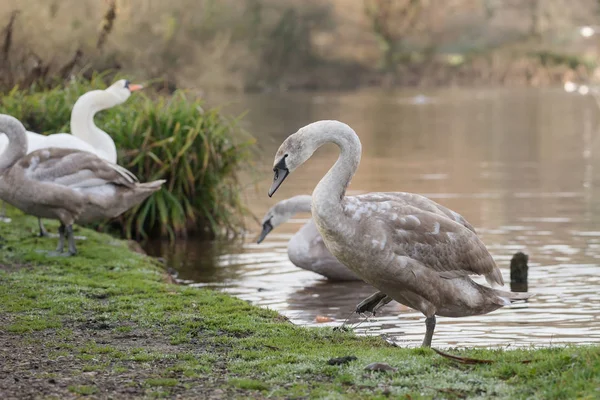 Mute zwaan, zwanen, Cygnus olor — Stockfoto