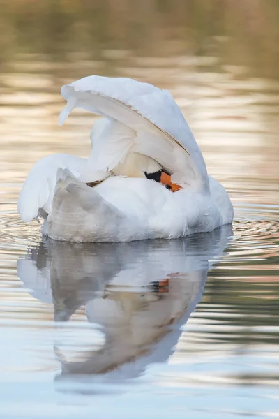 Cygne Muet, Cygnes, Cygnus olor — Photo