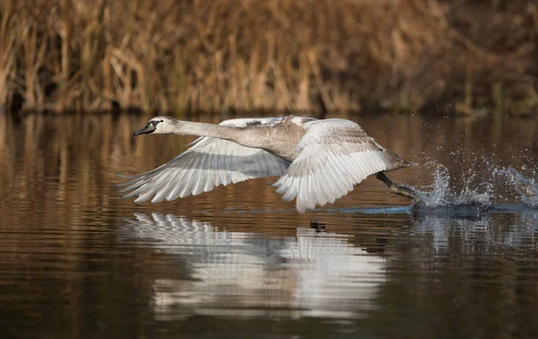 Cisne mudo, Cisnes, Cygnus olor — Fotografia de Stock