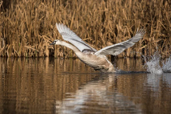 Cisne mudo, Cisnes, Cygnus olor — Foto de Stock