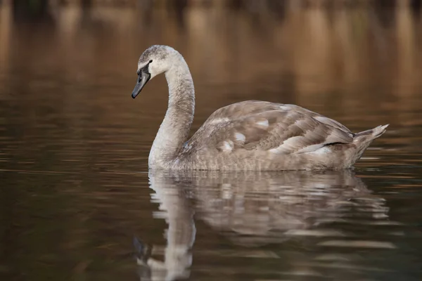 Łabędź niemy, łabędzie, Cygnus olor — Zdjęcie stockowe