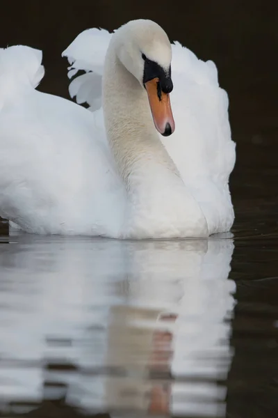 Cisne mudo, Cisnes, Cygnus olor — Fotografia de Stock