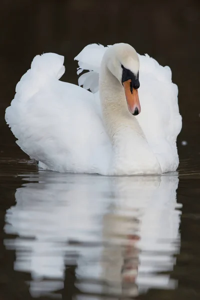 Mute Swan, Swans, Cygnus olor — Stock Photo, Image