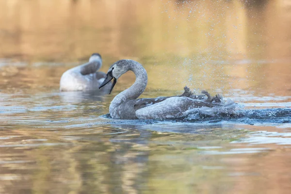 Knölsvan, svanar - ung fågel — Stockfoto