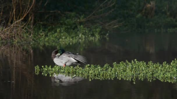 Stockente, Ente, Vögel — Stockvideo