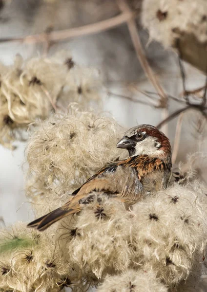 Huismus, Sparrow — Stockfoto