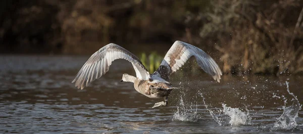 Cisne mudo, Cisnes, Cygnus olor — Foto de Stock