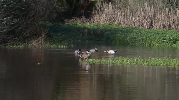 Germano reale, anatra, uccelli — Video Stock