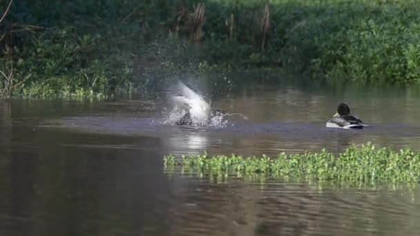 Mallard, Pato, Pájaros — Vídeo de stock