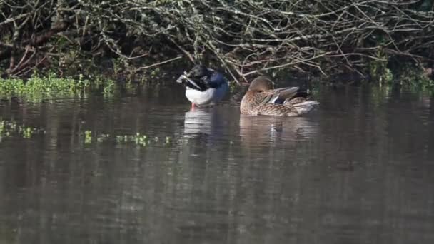 Mallard, Pato, Pájaros — Vídeo de stock