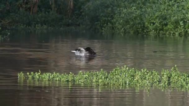 マガモのアヒル、鳥 — ストック動画