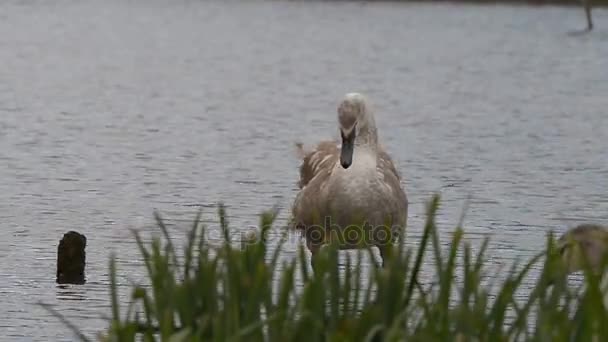疣鼻天鹅，天鹅，鸟 — 图库视频影像