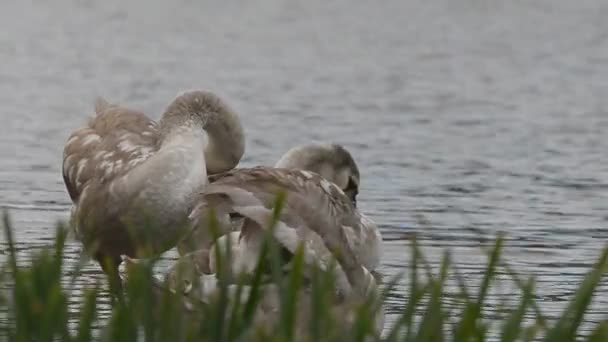 Cisne mudo, Cisnes, Aves — Vídeo de stock