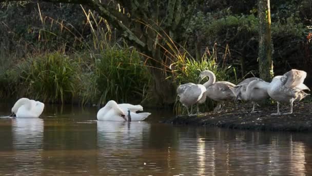 Cigno muto, cigni, uccelli — Video Stock