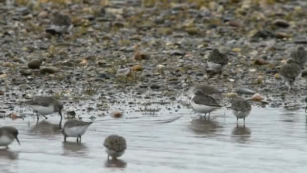 Bonte strandloper, Bontbekplevieren, Calidris alpine — Stockvideo