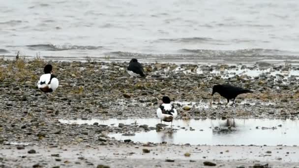 Wspólne kaczki Ohar, Shelducks — Wideo stockowe