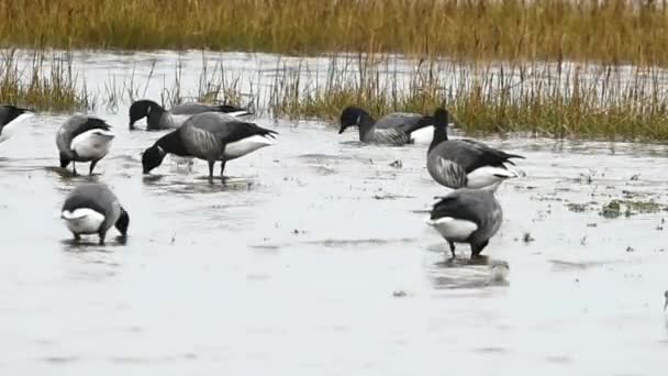 Brent Goose, gęsi, Branta bernicla — Wideo stockowe