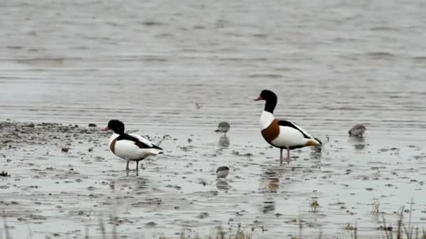 Поширені Shelduck, Shelducks — стокове відео