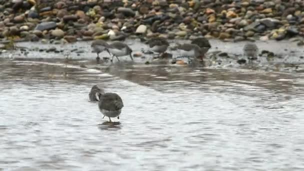 Společné Redshank, Redshanks — Stock video