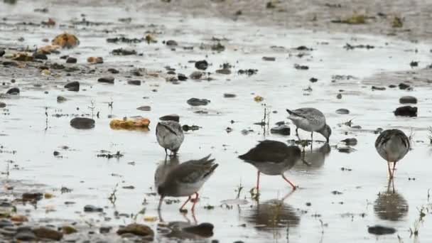 Frequentes Redshank, Redshanks — Vídeo de Stock