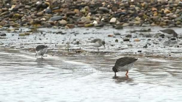 Frequentes Redshank, Redshanks — Vídeo de Stock