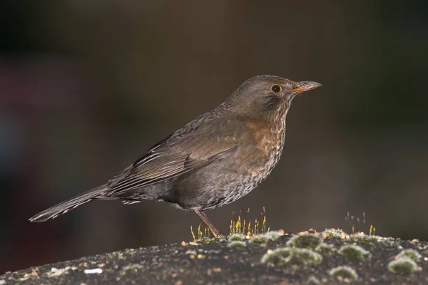 Pássaro-preto, Turdus merula — Fotografia de Stock