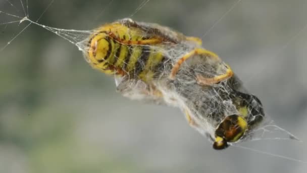 Wasp in spinnenweb — Stockvideo
