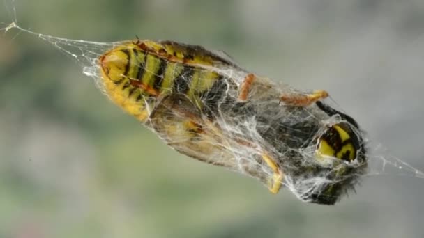 WASP en Spider Web — Vídeo de stock