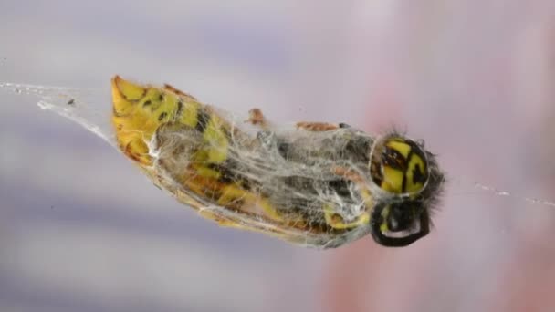 Wasp örümcek ağı içinde — Stok video