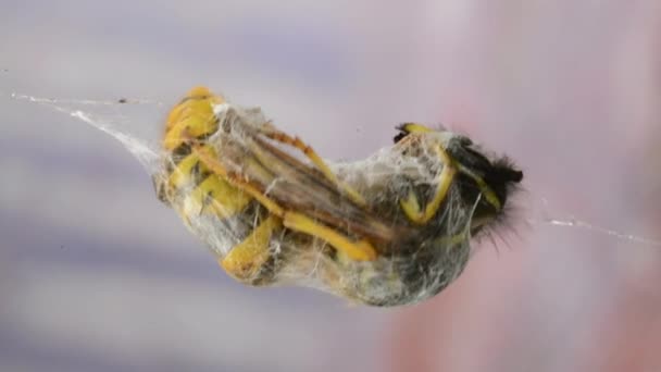 Wasp i spindelnät — Stockvideo