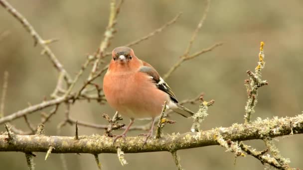 Chaffinch Chaffinch Comum Coelebs Fringilla — Vídeo de Stock