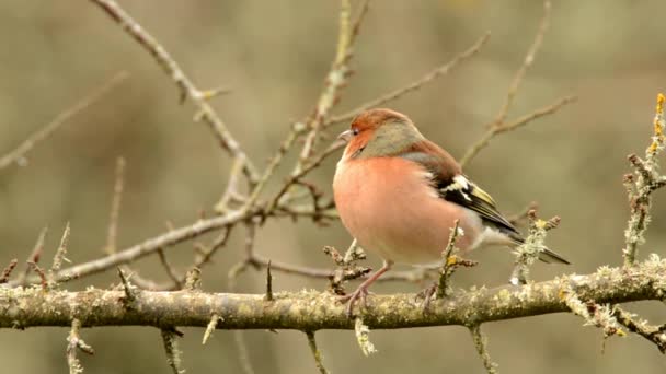 Chaffinch Chaffinch Comum Coelebs Fringilla — Vídeo de Stock