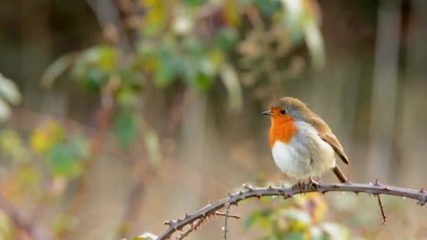 Rödhake Erithacus Rubecula Robin Fåglar — Stockvideo