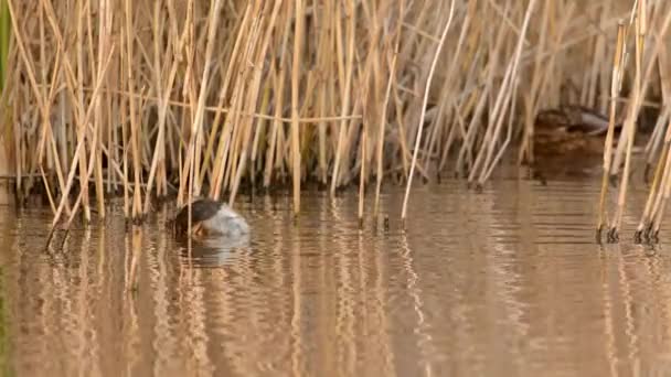 Biraz Grebe Tachybaptus Ruficollis — Stok video